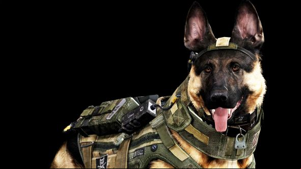 Activision are fighting a patent for 'Call of DooDee', a dog-poop-removal service